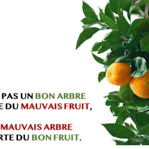CE N&rsquo;EST PAS UN BON ARBRE QUI PORTE DU MAUVAIS FRUIT, NI UN MAUVAIS ARBRE QUI PORTE DU BON FRUIT