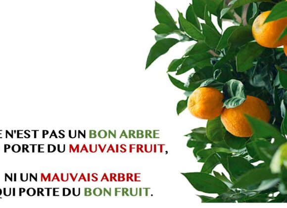 CE N&rsquo;EST PAS UN BON ARBRE QUI PORTE DU MAUVAIS FRUIT, NI UN MAUVAIS ARBRE QUI PORTE DU BON FRUIT